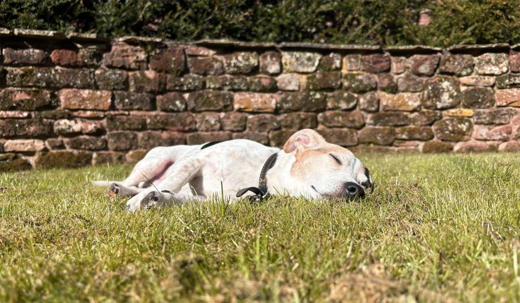 countrylook dogs welcome at the rowley estates copy