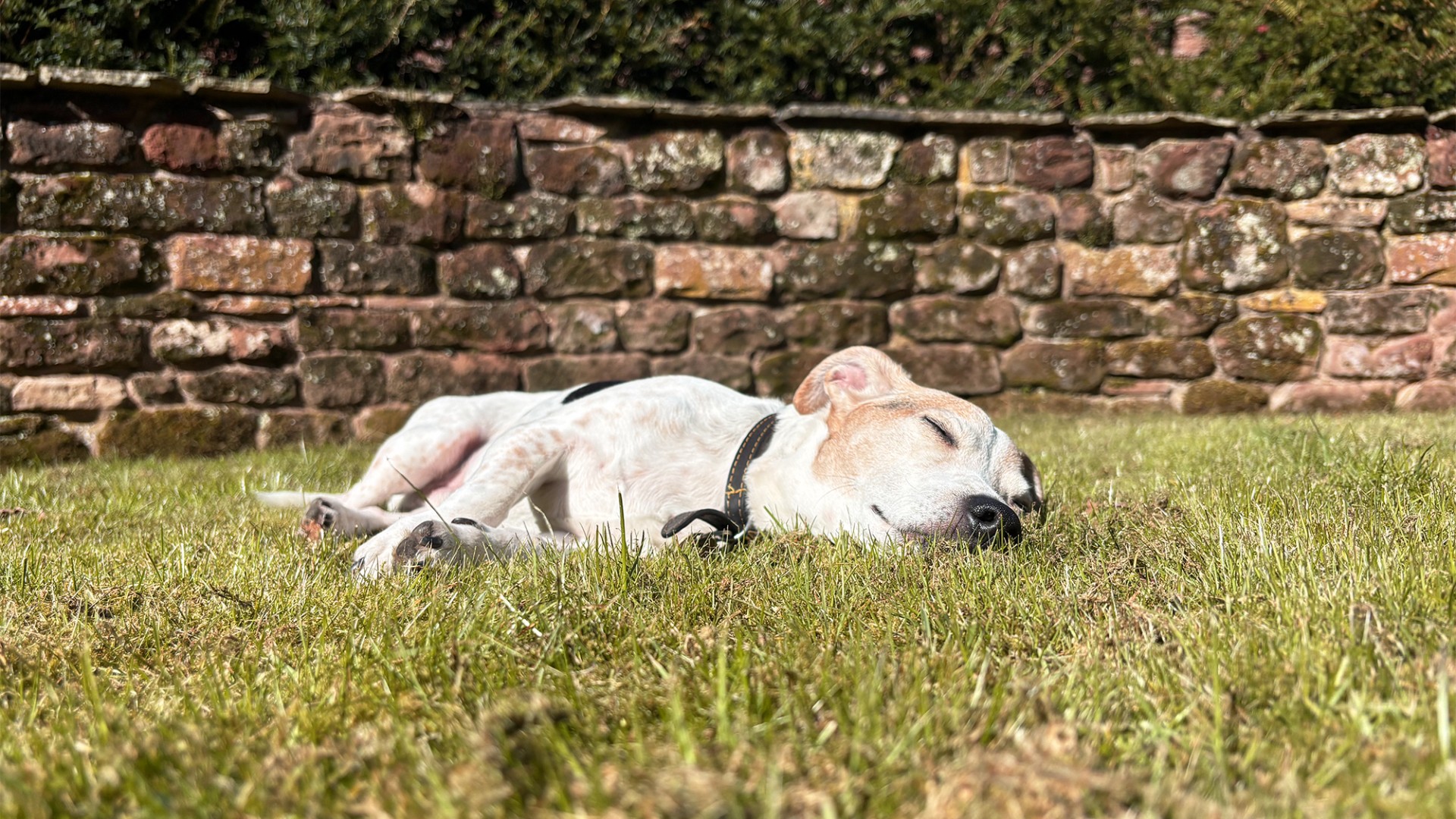 countrylook dogs welcome at the rowley estates copy