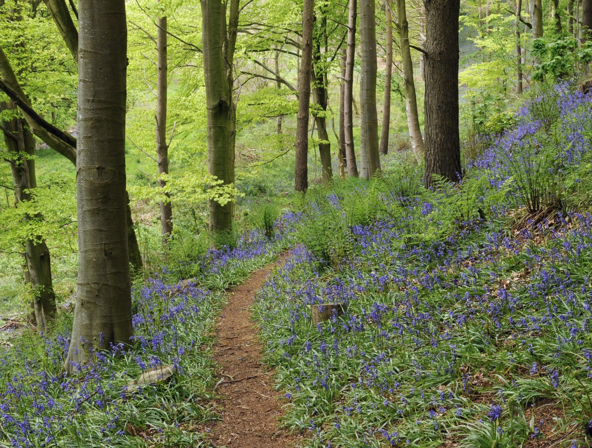 Melmerby Hall bluebell woods private walks for guests at Melmerby Hall Stag Cottage and Kirkbride Hall at The Rowley Estates woodland glen dogs friendly dog welcome holiday cottage