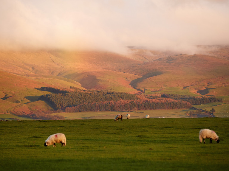 Pennine view walks from the front door of the holiday cottages at The Rowley Estates in Melmerby open fellside country