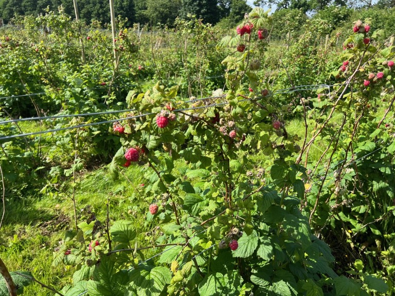 Pick Your Own Raspberries