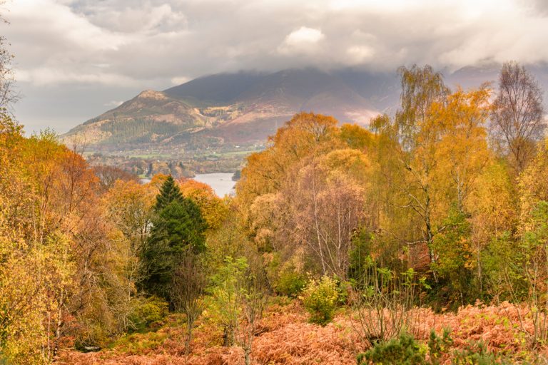 Whinlatter Forest Go Ape