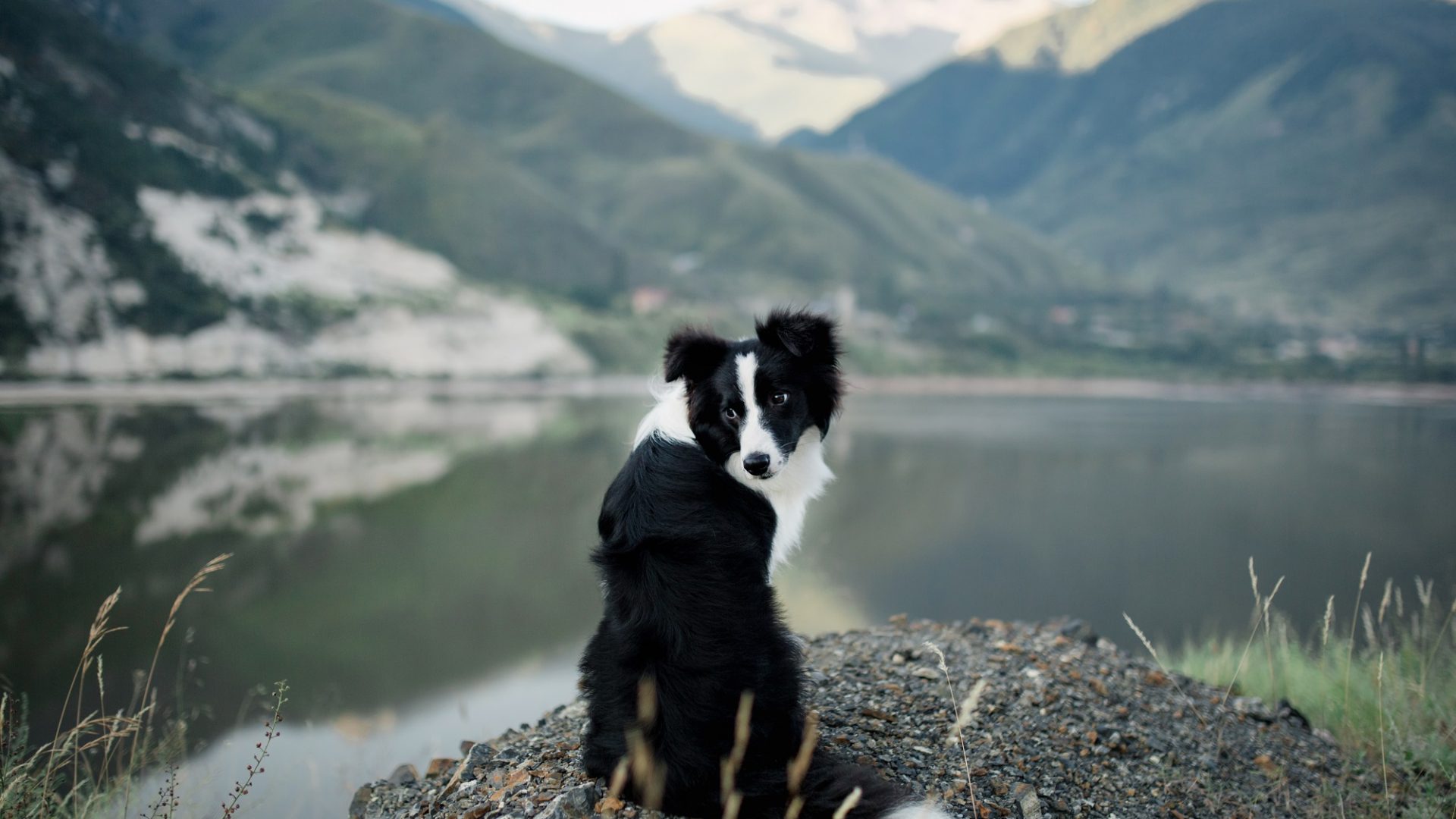 Bborder Collie Sitting On A Bluff Overlooking Lake District Nati