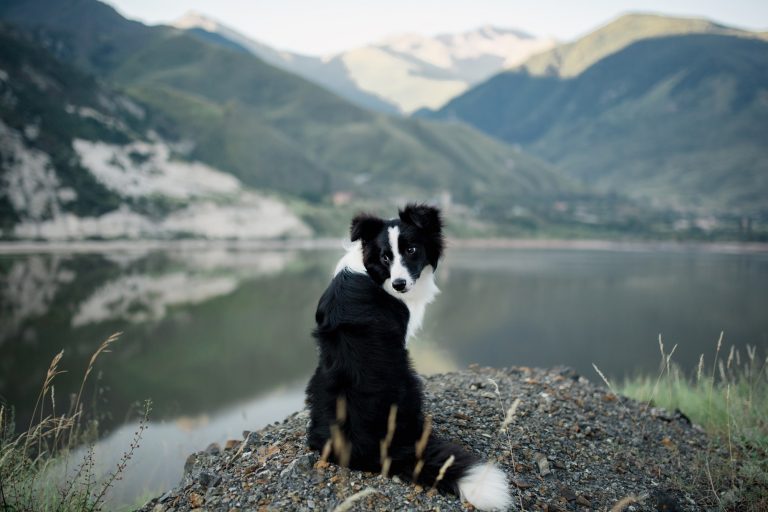 Bborder Collie Sitting On A Bluff Overlooking Lake District Nati