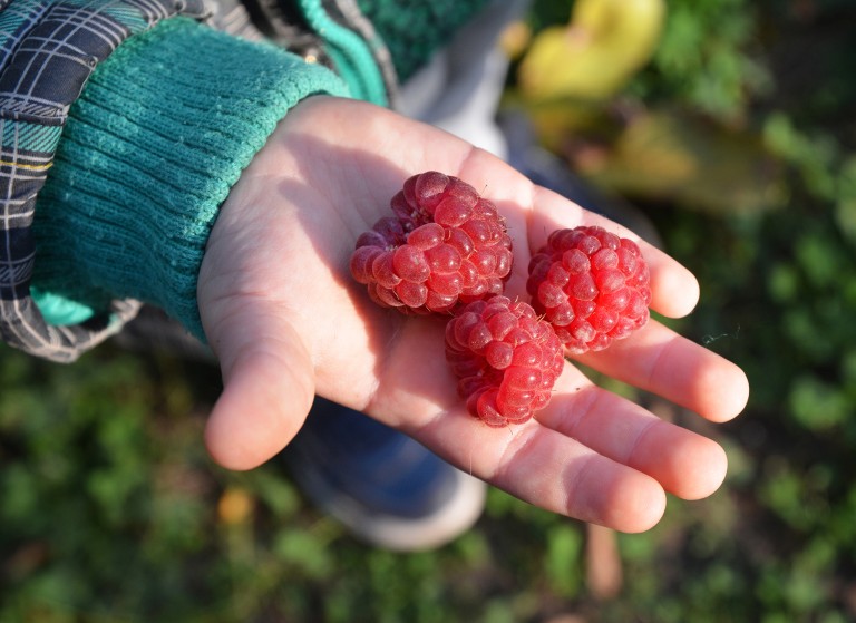 Pick Your Own Raspberries