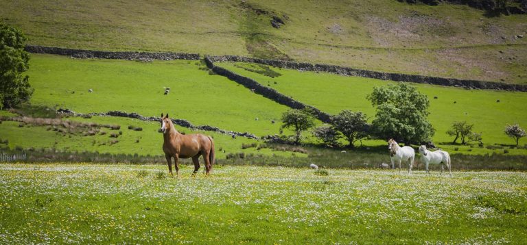 Pony Trekking at Parkfoot