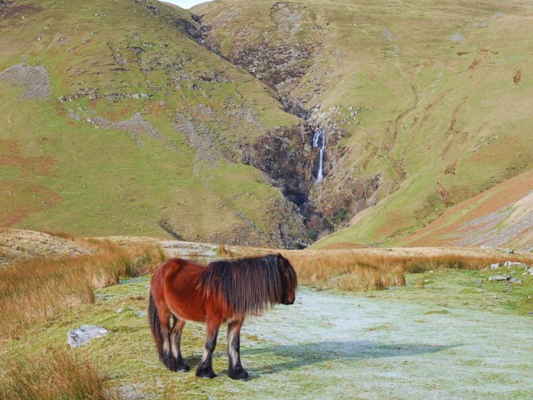 pony-trekking-pony-and-waterfall-in-lake-district