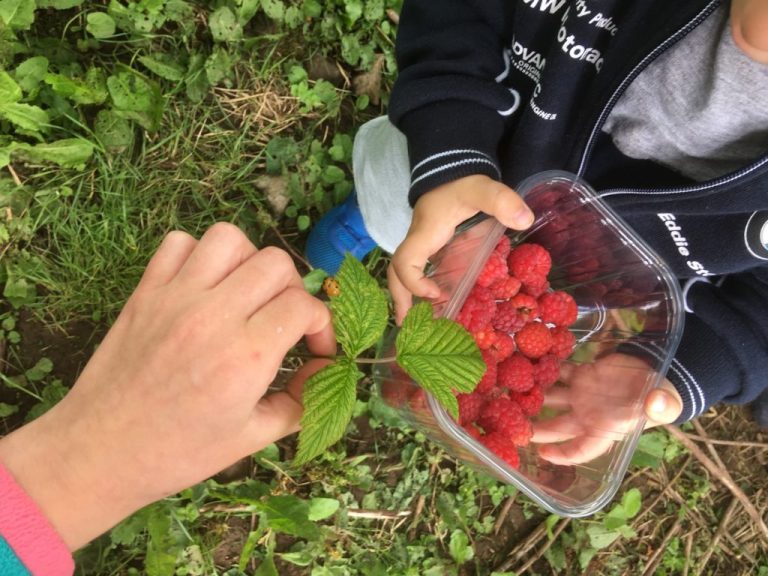 Rowley’s Raspberries