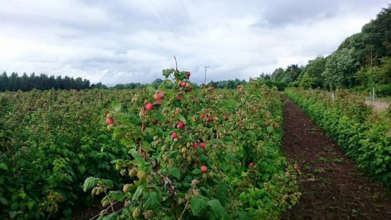 Rowley’s Raspberries