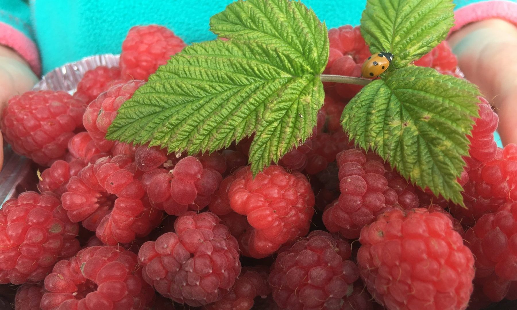raspberries-pick-your-own-luxury-holiday-cottage-cottages-in-the-lake-district