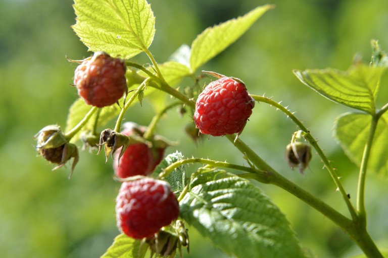 Pick Your Own Raspberries