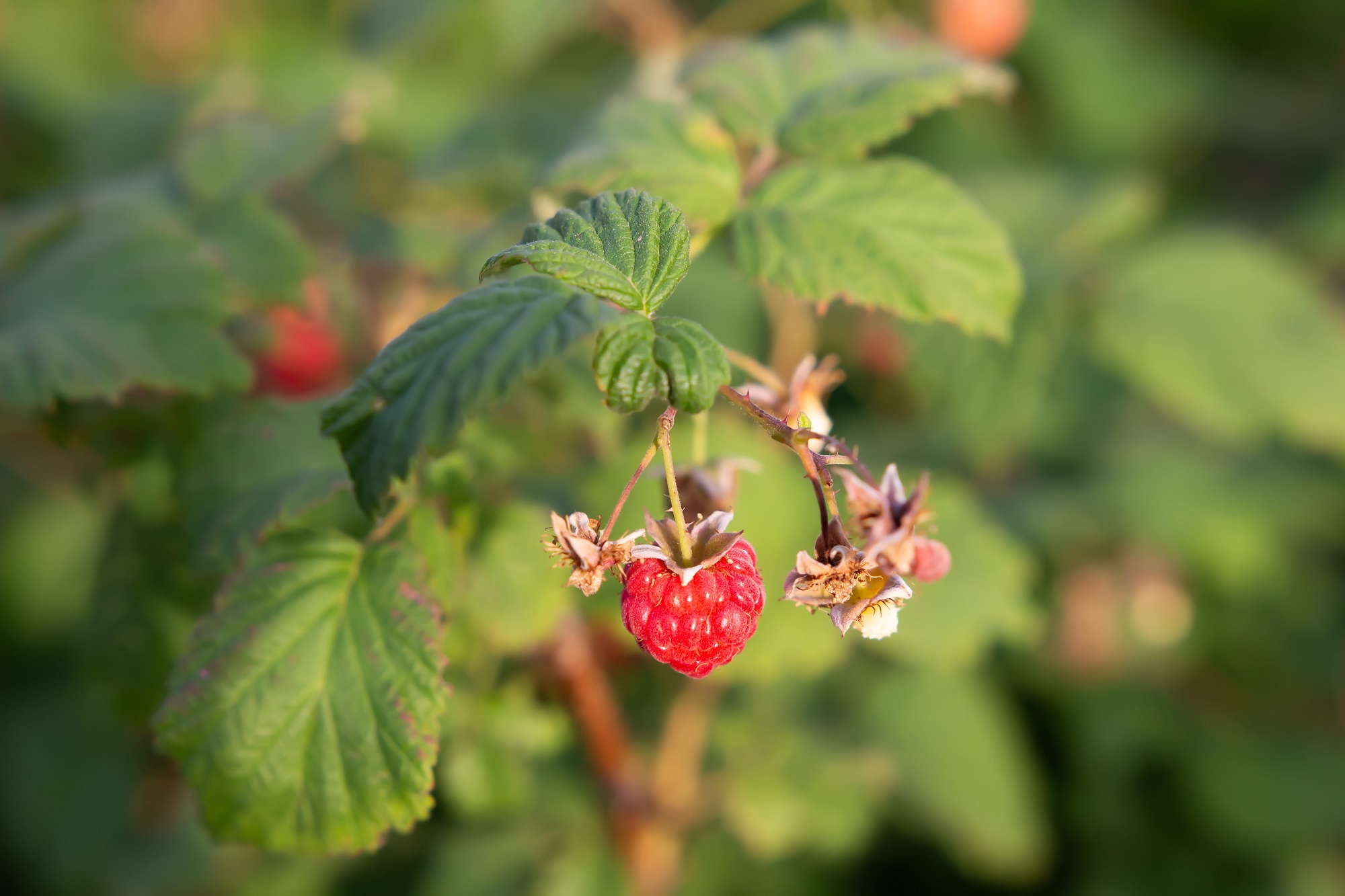 Pick Your Own Raspberries