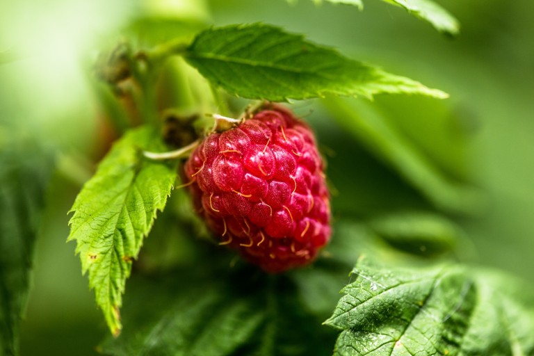 Pick Your Own Raspberries