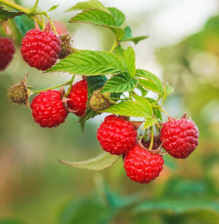 Pick Your Own Raspberries