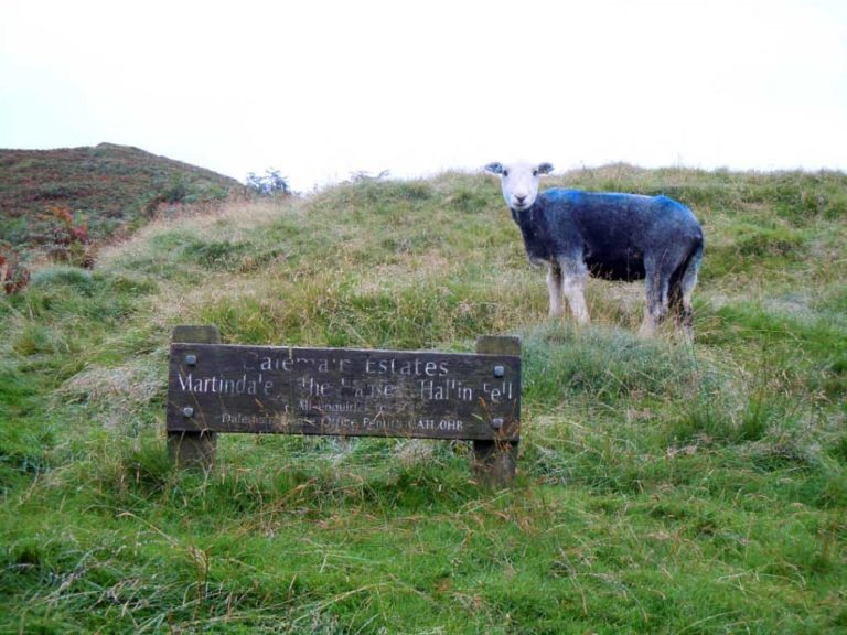 short-walks-near-the-rowley-estates-sheep-and-martindale-sign-at-the-bottom-of-hallin-fell (1)