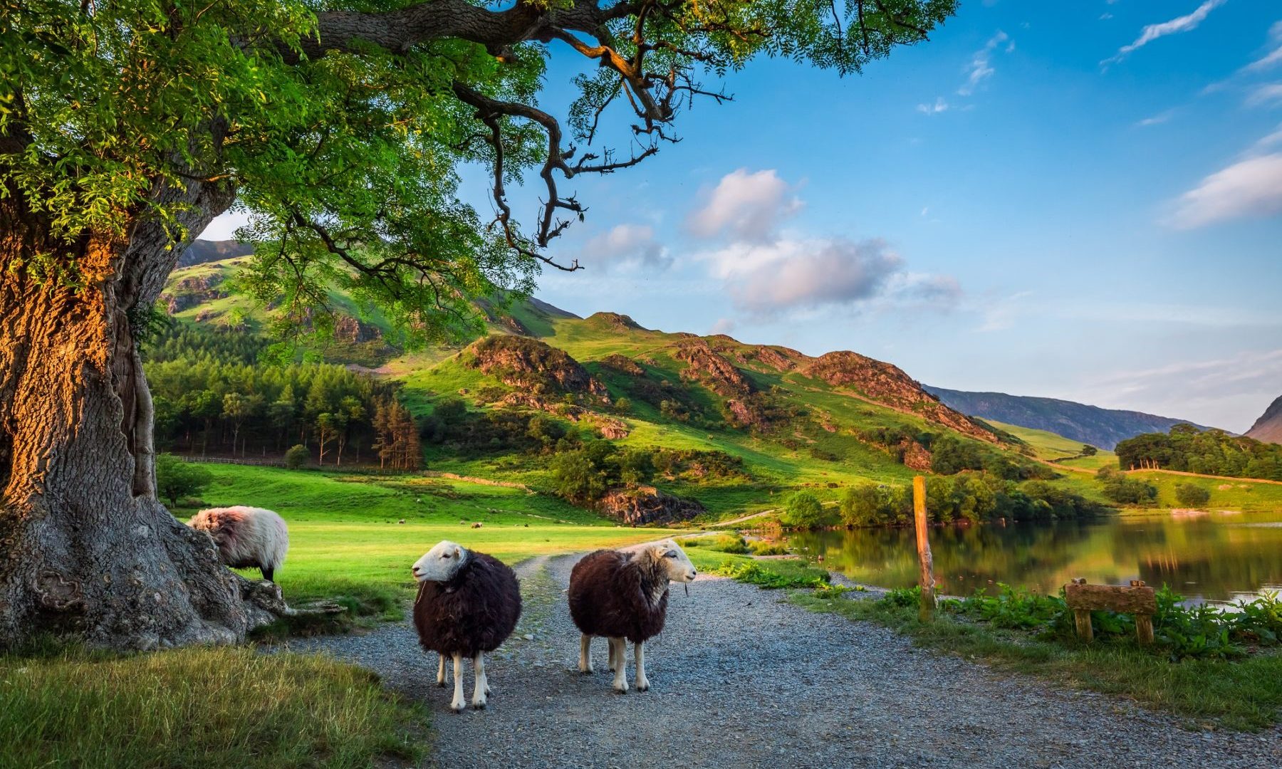 short-walks-two-curious-sheep-on-pasture