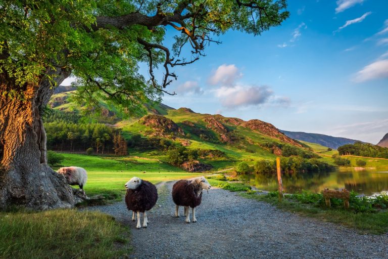 short-walks-two-curious-sheep-on-pasture