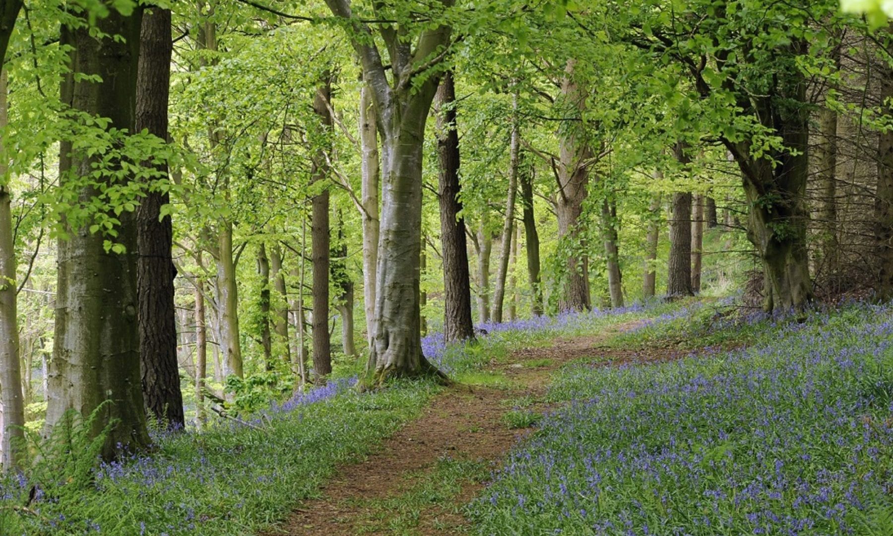 walks-from-melmerby-woodland-walk-in-grounds-of-melmerby-hall