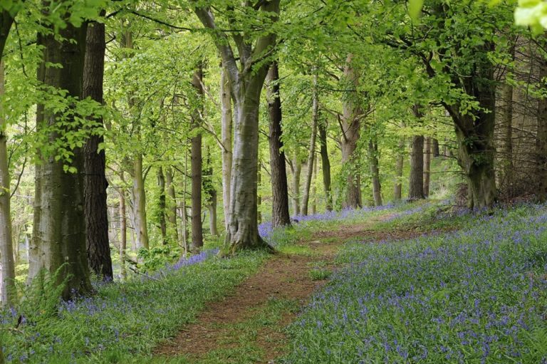 walks-from-melmerby-woodland-walk-in-grounds-of-melmerby-hall