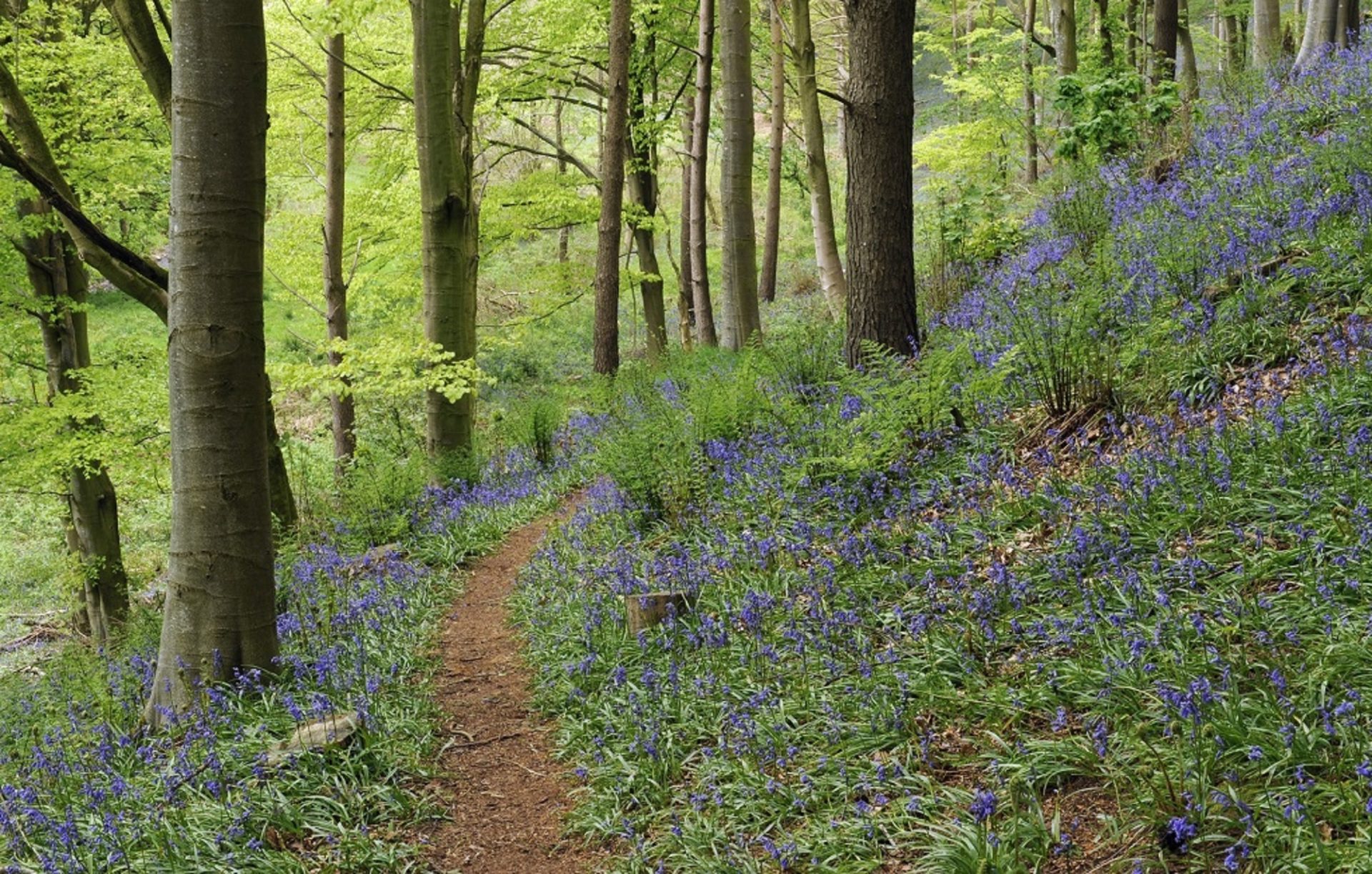 Kirkbride Hall private bluebell woods walks in the grounds of Melmerby Hall and Kirkbride Hall at The Rowley Estates in Melmerby
