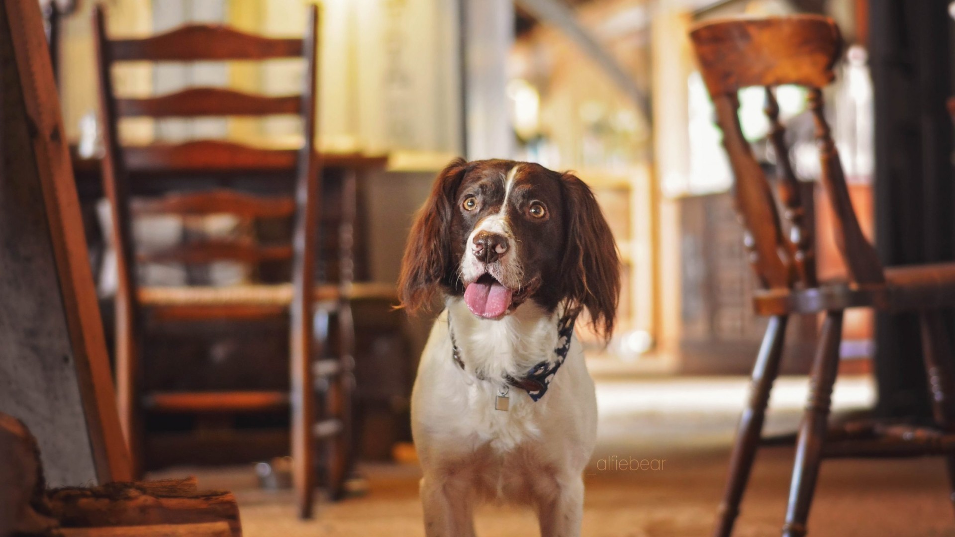 dog-pub-scaled