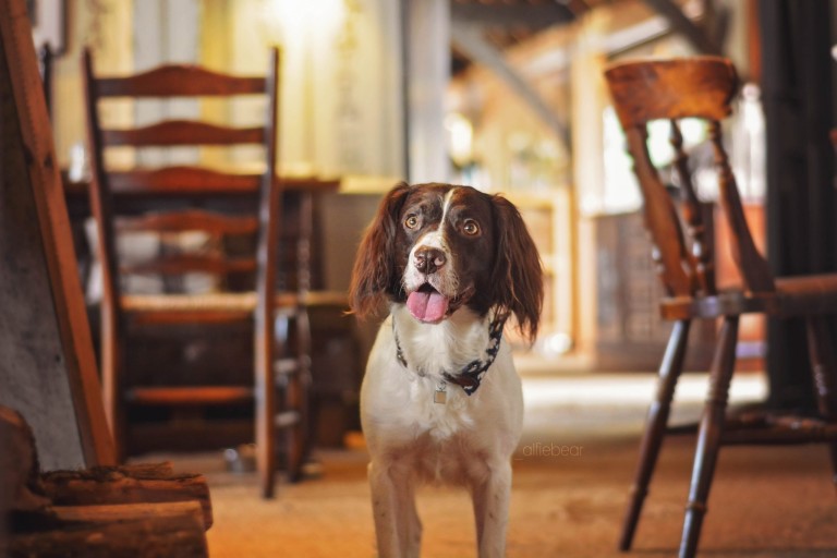 dog-pub-scaled
