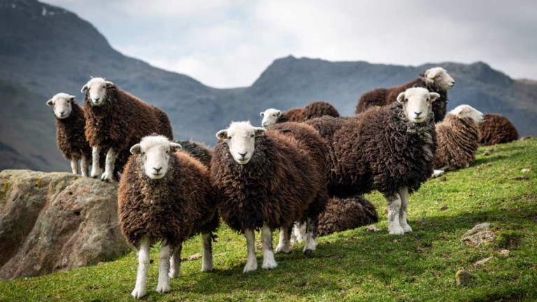 Herdwick Sheep Easter