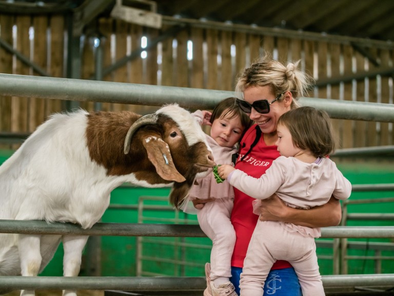 Animals at Walby Farm Park (Photo Adam Reid) (1)