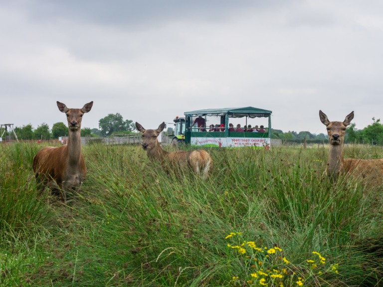Animals at Walby Farm Park (Photo Adam Reid) (3)