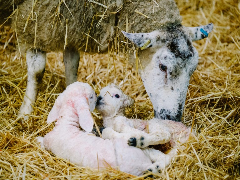 Animals at Walby Farm Park (Photos Steve Barber) (1)