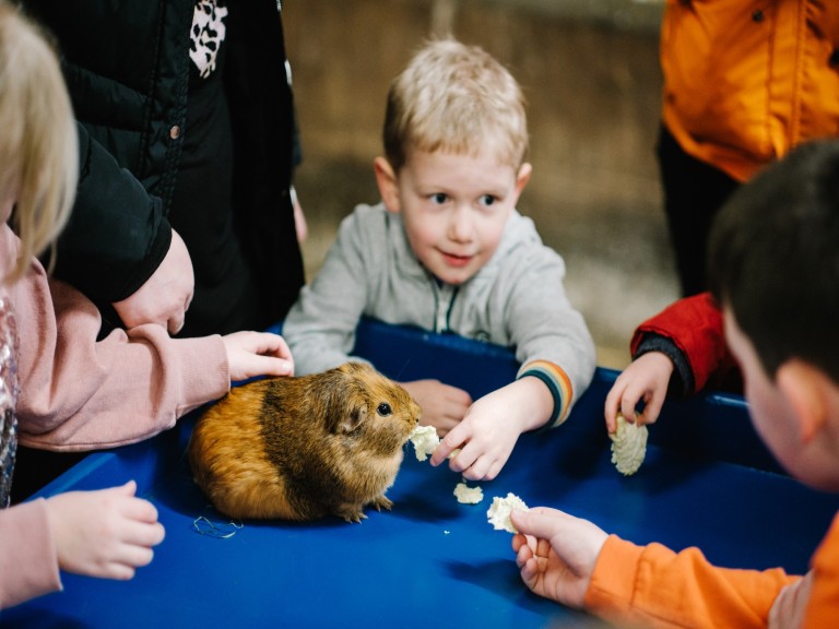 Animals at Walby Farm Park (Photos Steve Barber) (3)