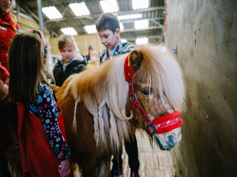 Animals at Walby Farm Park (Photos Steve Barber) (7)