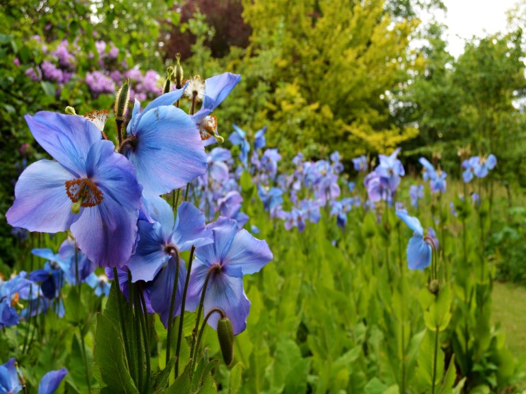 dalemain blue flowers garden pretty