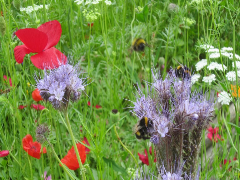 Low Sizergh's diverse grassland supports soil health and biodiversity