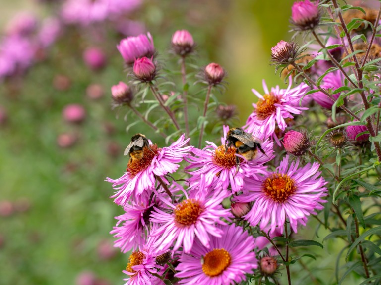 hutton in the forest flowers pink garden