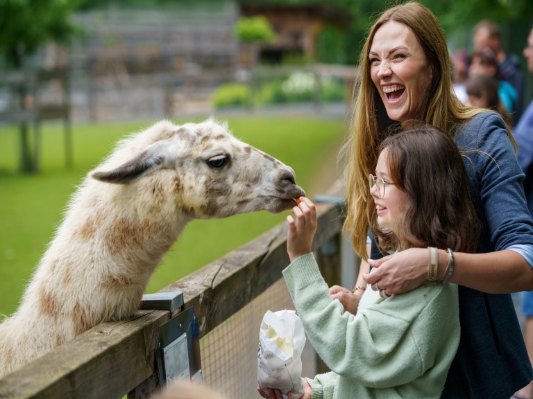 alpaca cute animal funny fuzzy