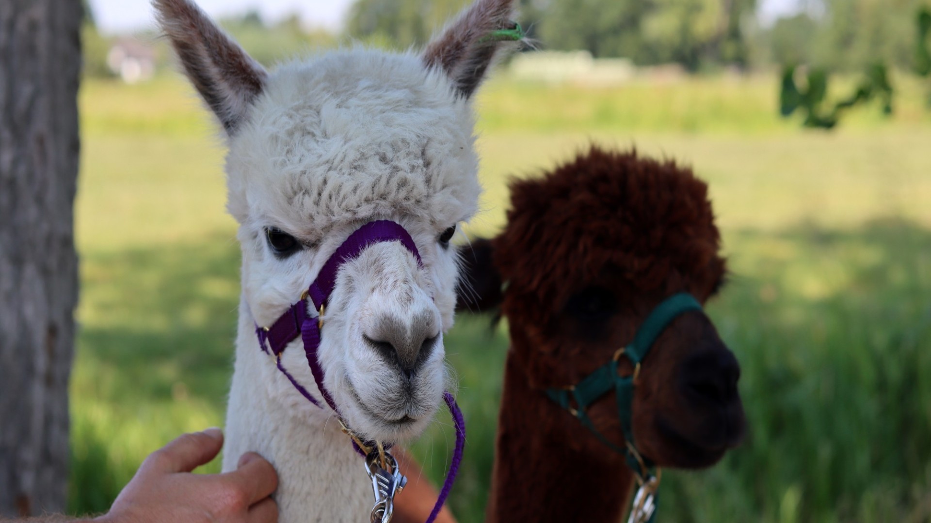 alpaca cute funny wooly guide thing (1)