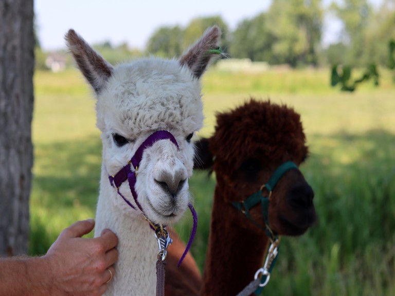 alpaca cute funny wooly guide thing (1)