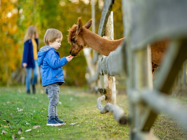 alpaca cute animal funny wooly