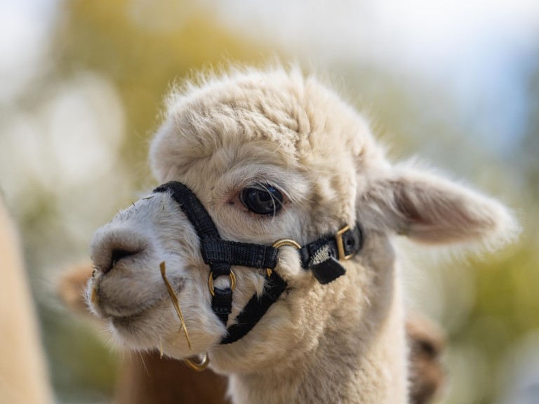alpaca cute animal funny guide