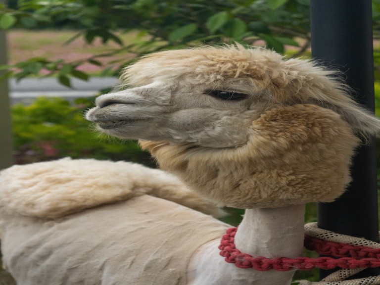 alpaca cute animal funny bald