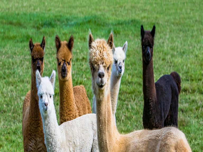 alpaca cute animal funny
