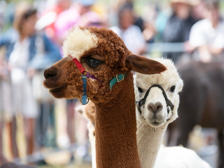 alpaca cute animal funny trained