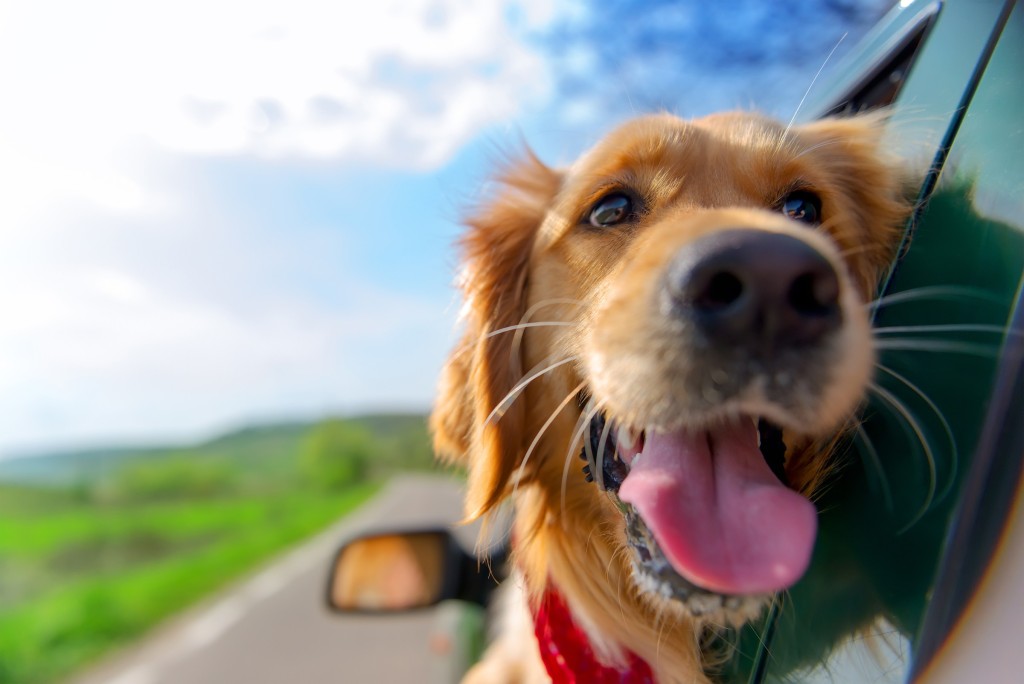 dog friendly pet furry cute cat