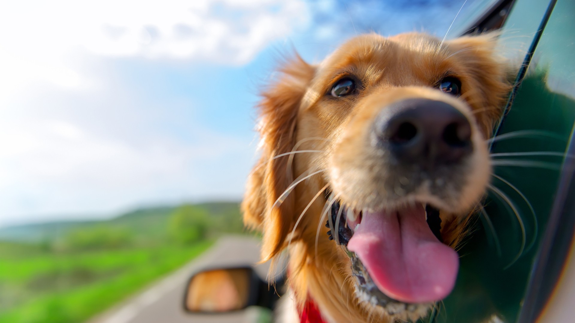 dog friendly pet furry cute cat