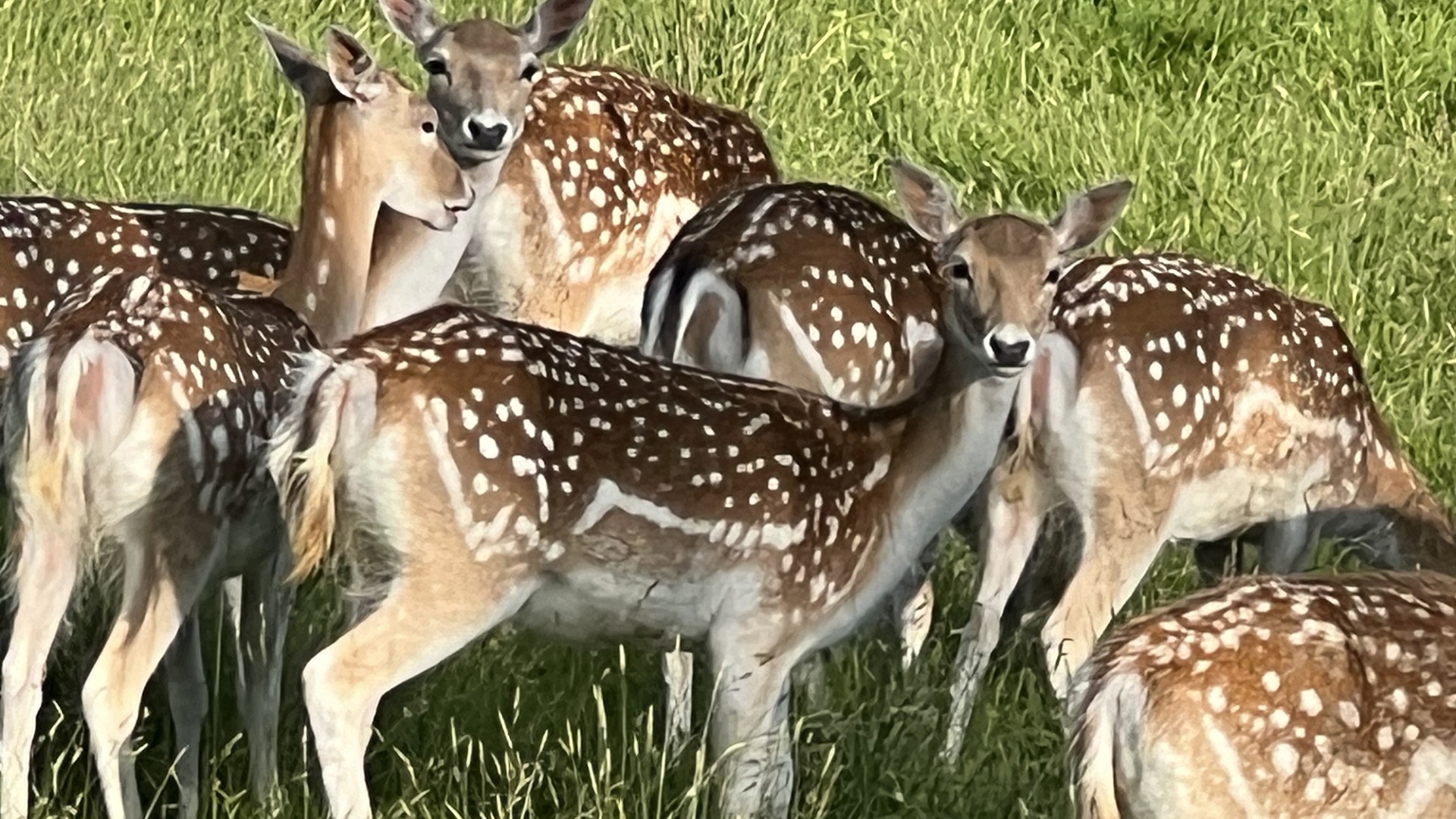 Claire Bibby – mountain walking wildlife