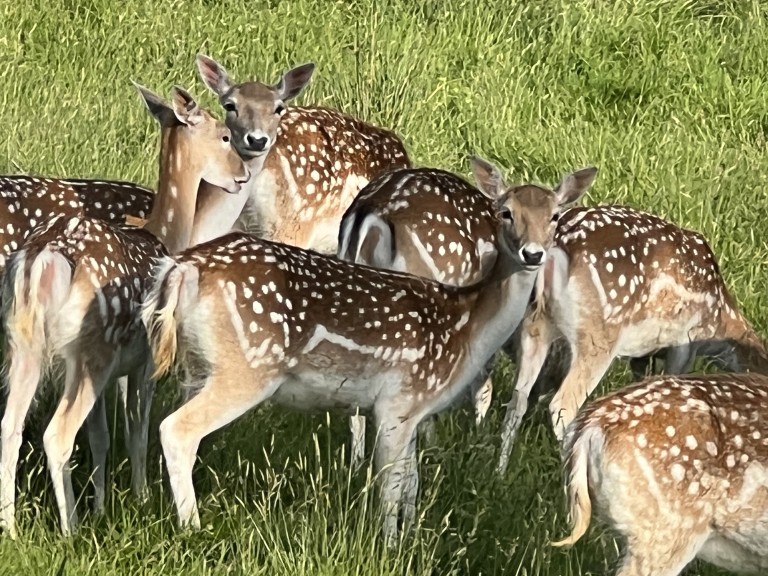 Claire Bibby – mountain walking wildlife