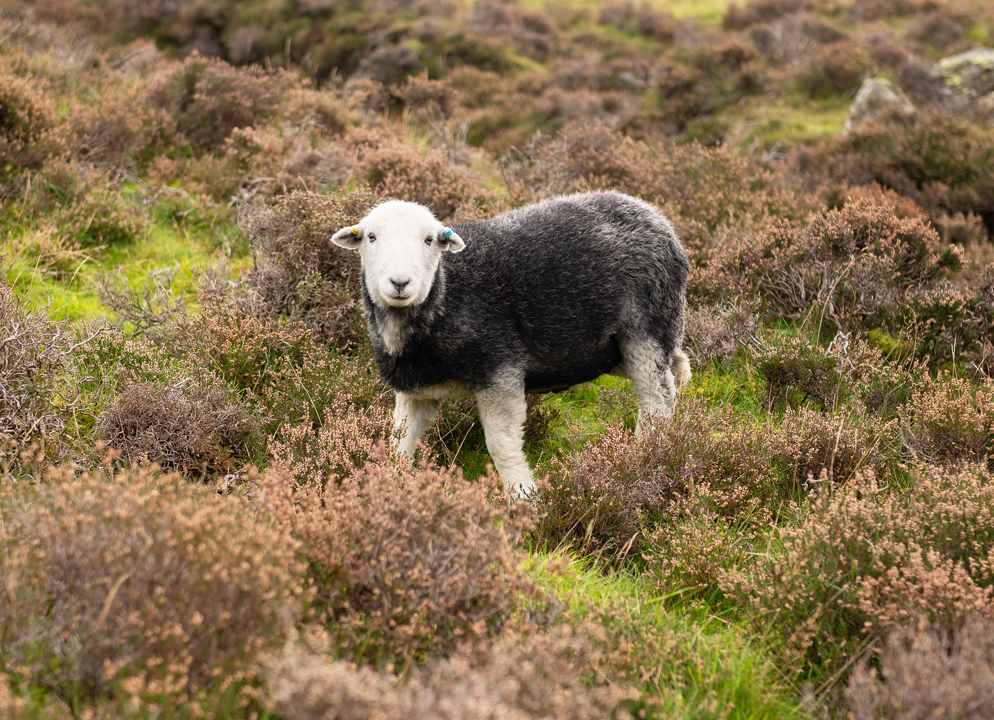Mountain and Lowland Hiking Guide