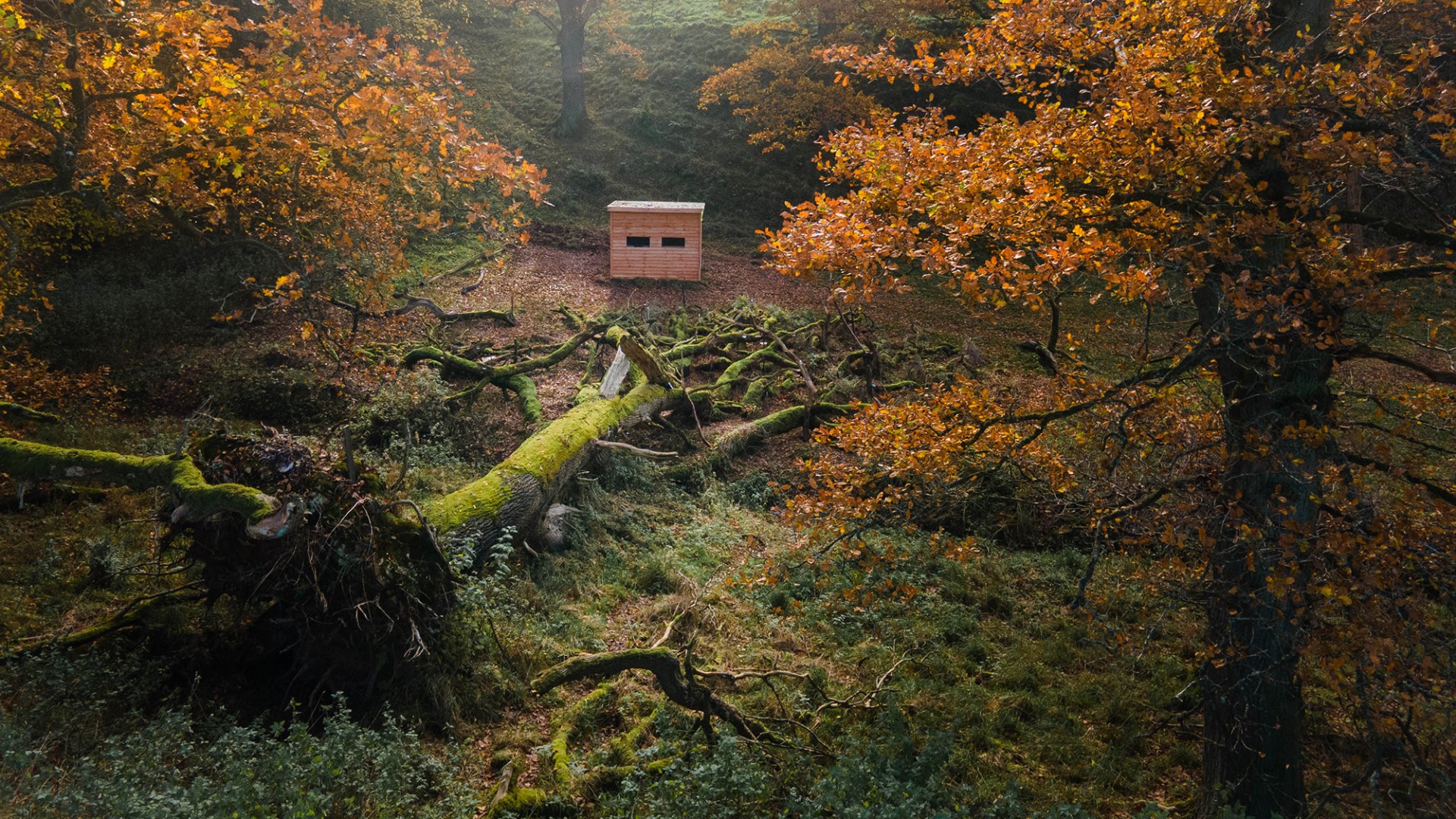 Fallen Oak wildlife hide