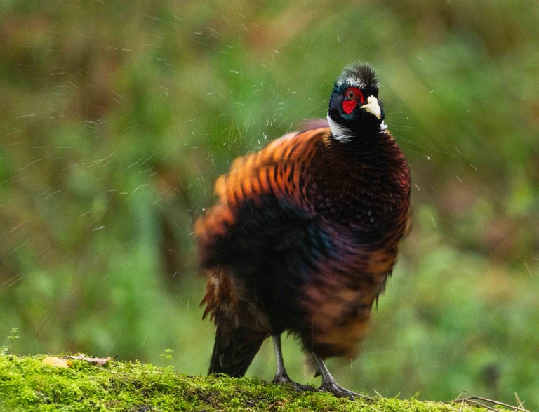 The Fallen Oak at Melmerby